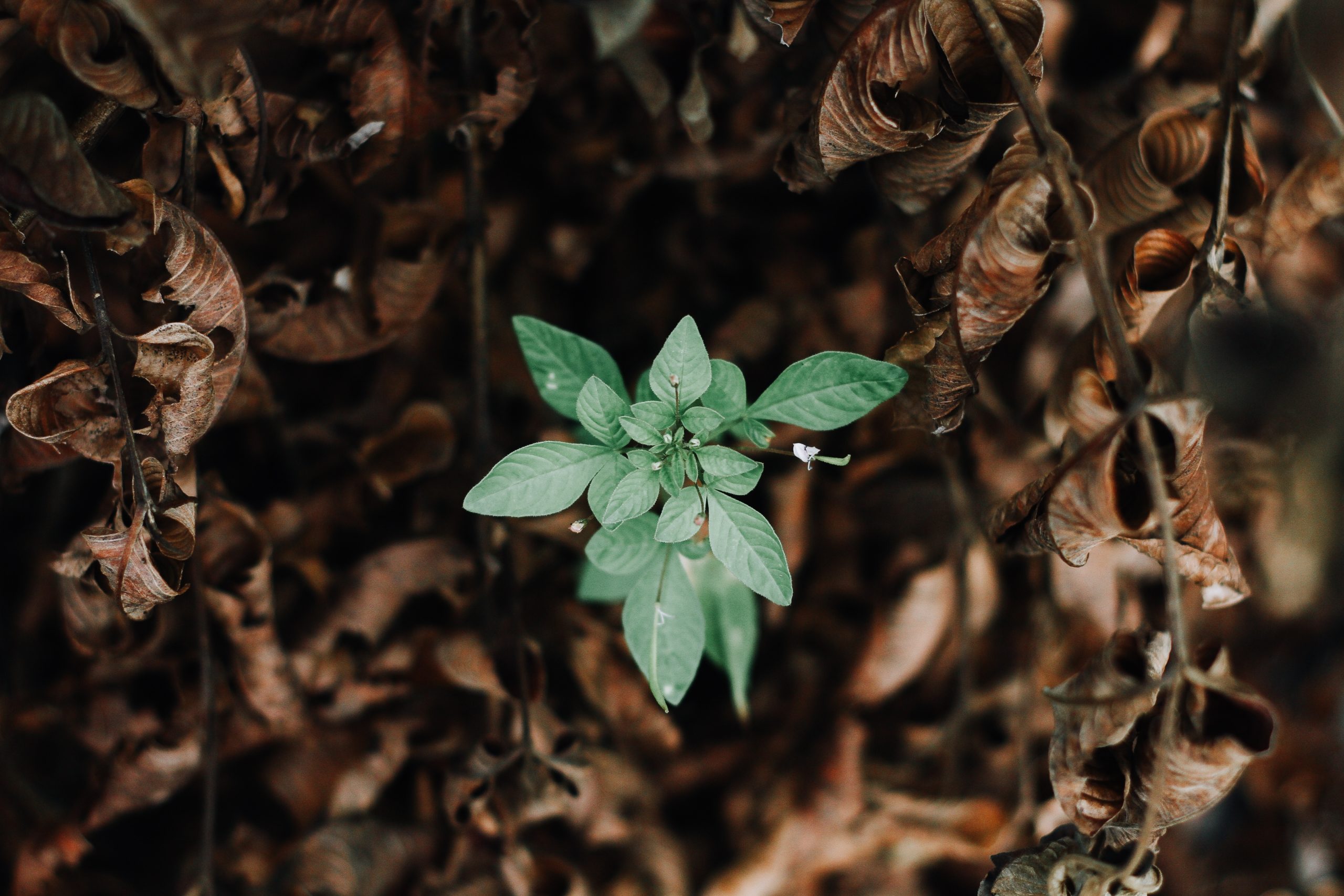 Creativity vs. Reactivity - Rob McKinnon